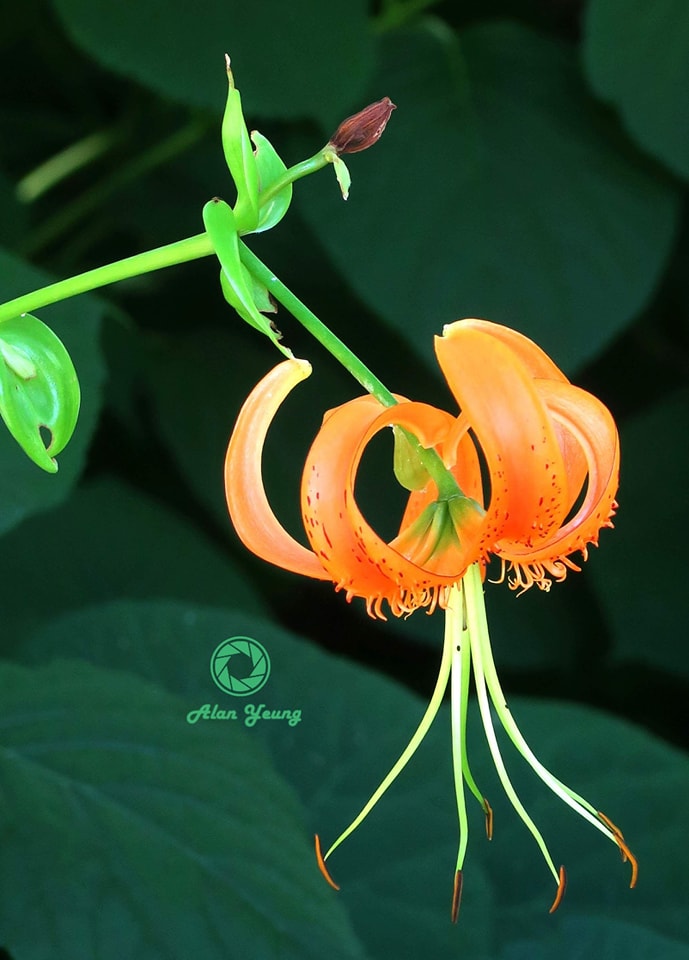 Tiger Lilly 。虎皮百合。萱草。忘憂草。
