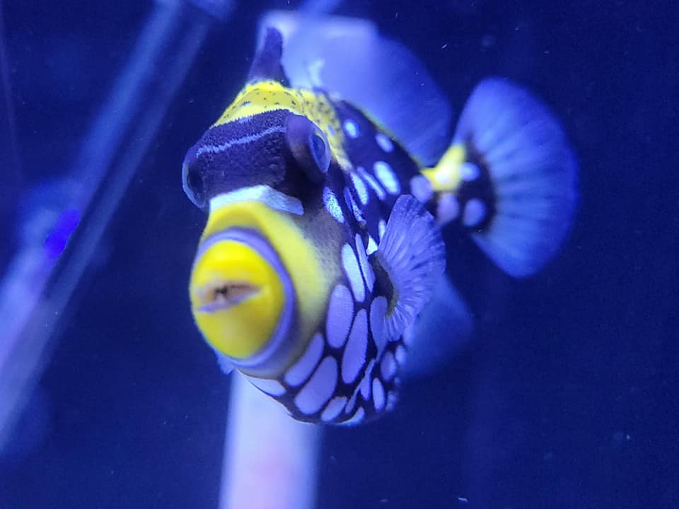 We have new fish and invertebrates... - Capital Aquarium