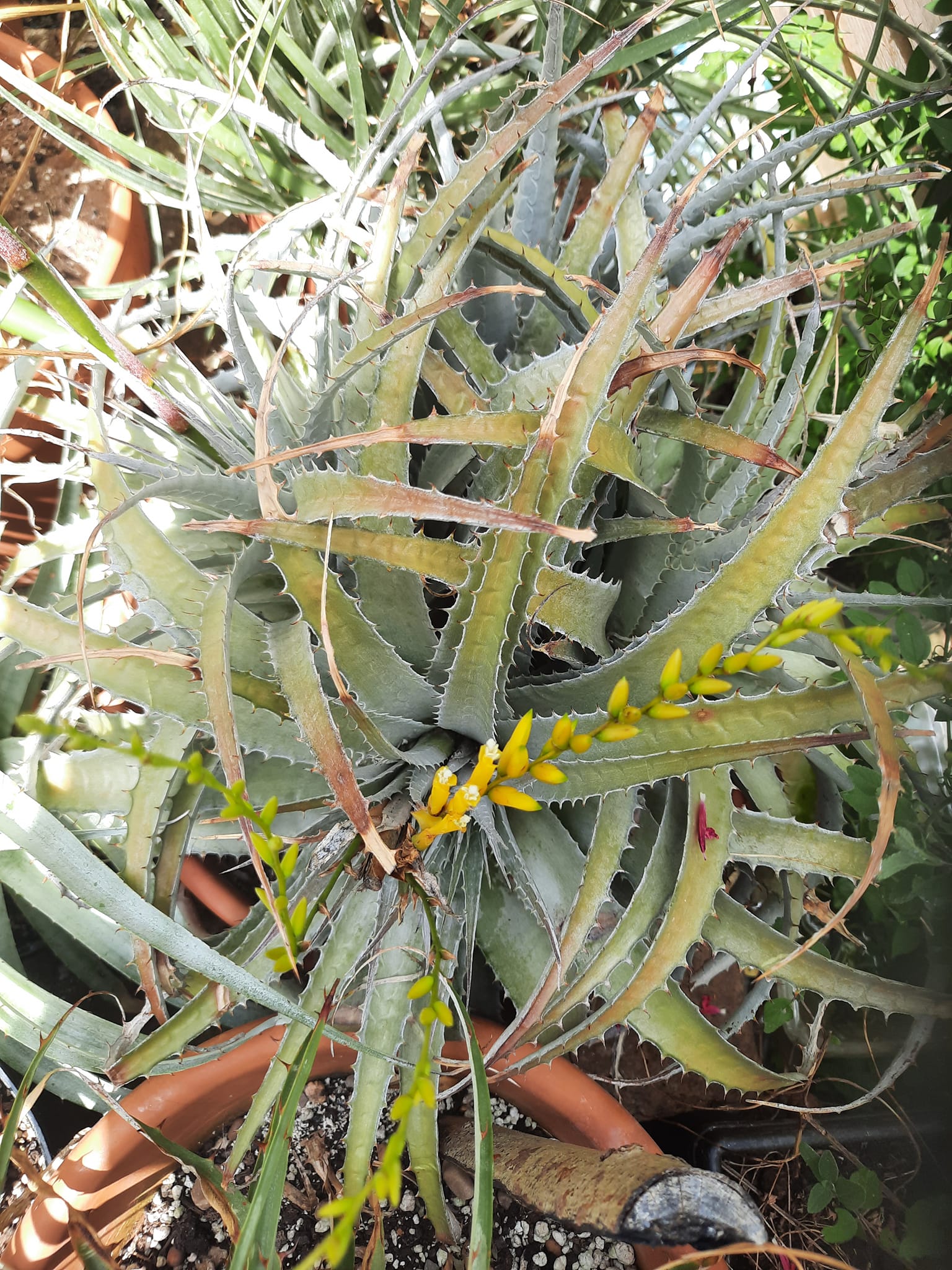 Deuterocohnia longipetala succulent bromeliad care