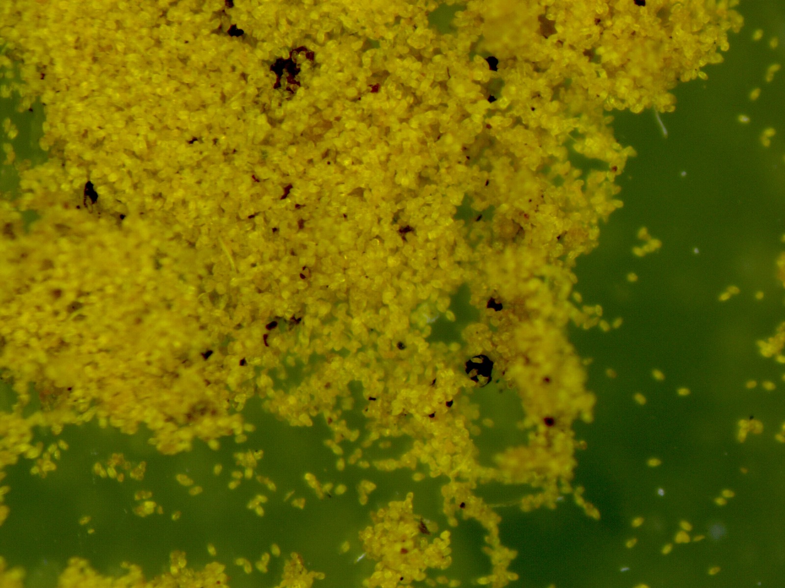 Edete Precision Pollination