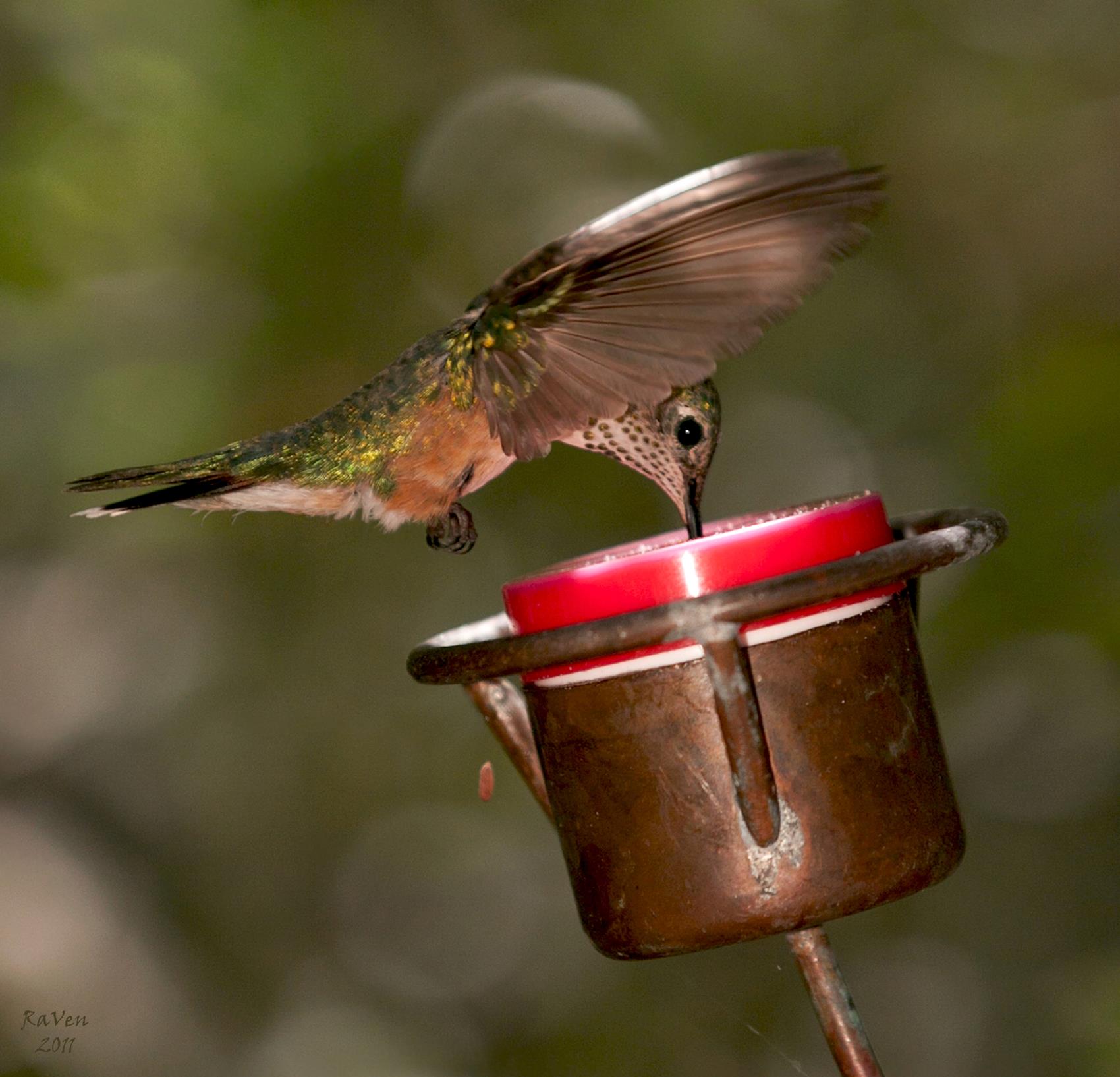 I made a new friend... - Copper Hummingbird by Nancy Biggins | Facebook