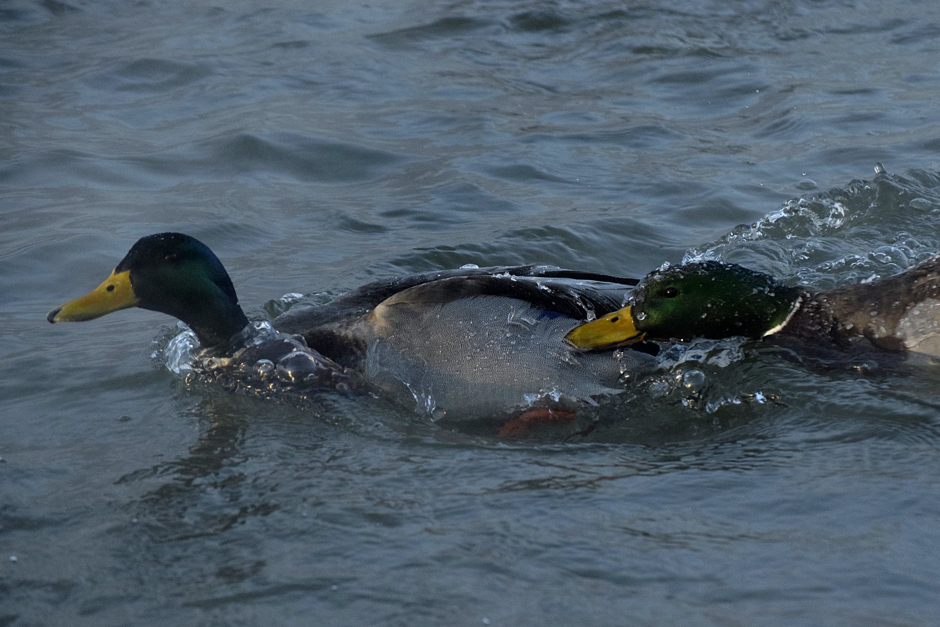pic of ducks and water run off bac on Chena River in Fairbanks, Alaska Registered