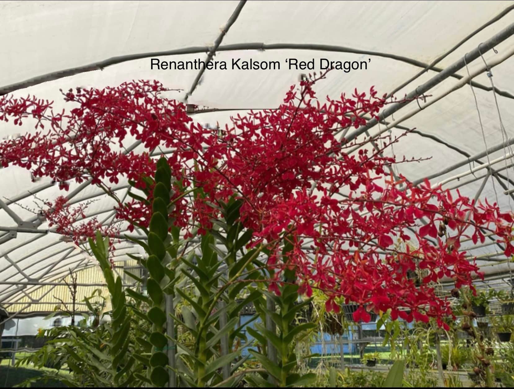 Renanthera kalsom 