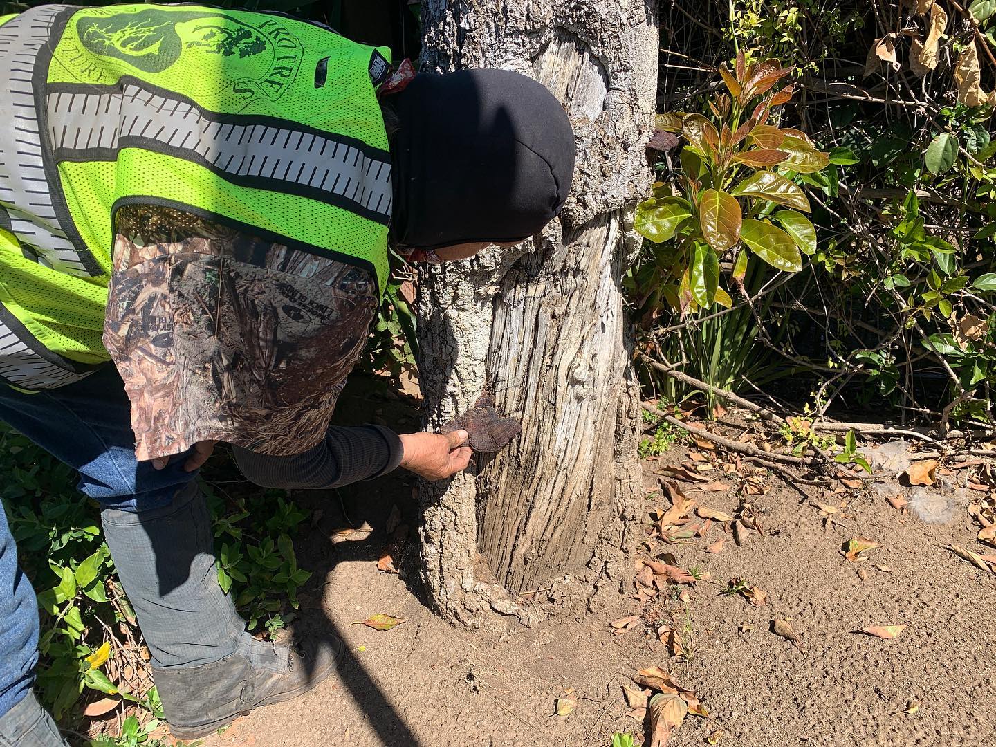 Pro Trees Arborists | Encinitas CA