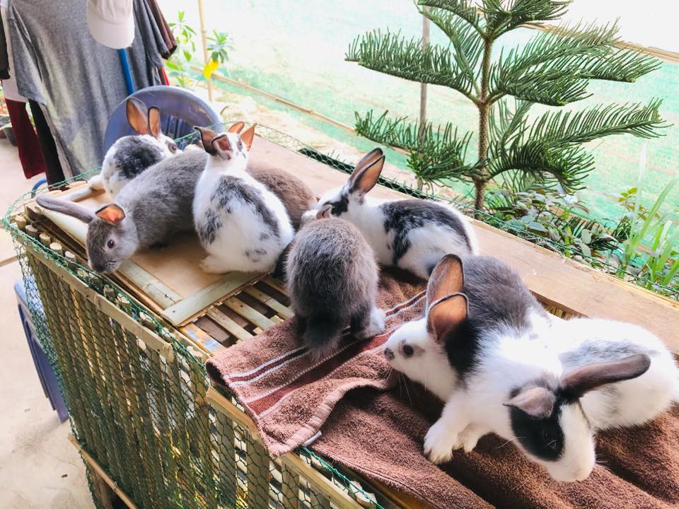 Rabbit Cambodia | Phnom Penh