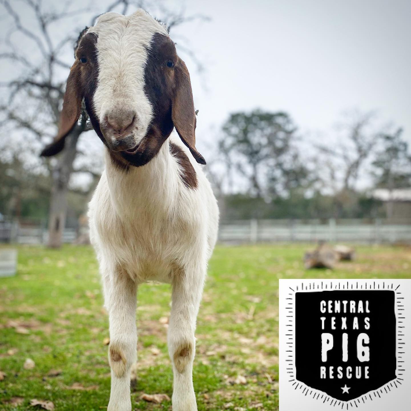 The A Pig Pageant 2020 ~ By CTPR... - Austin Farm Sanctuary | Facebook