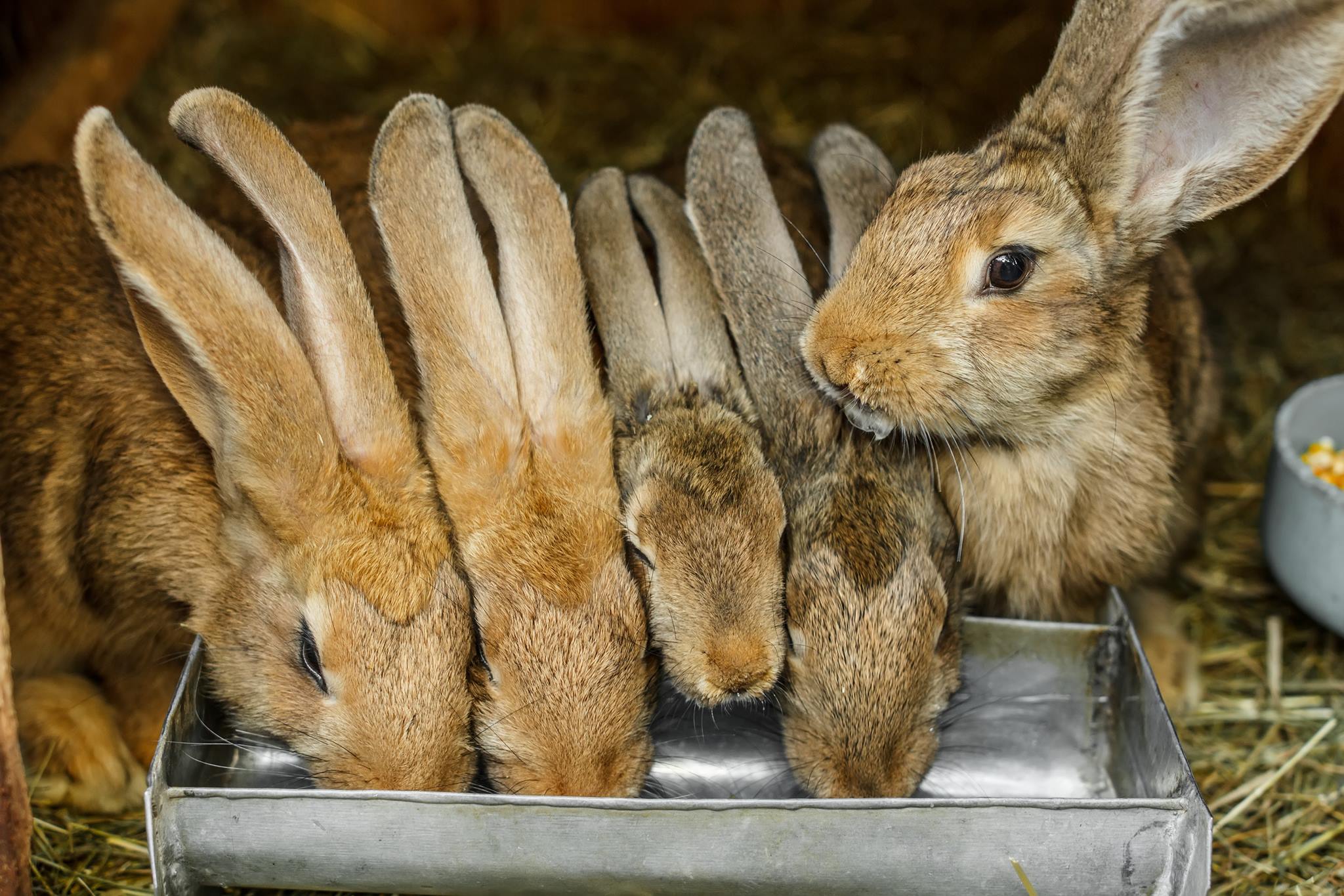 Thank you to everyone... - Northwest Rabbit Breeders - NWRB | Facebook