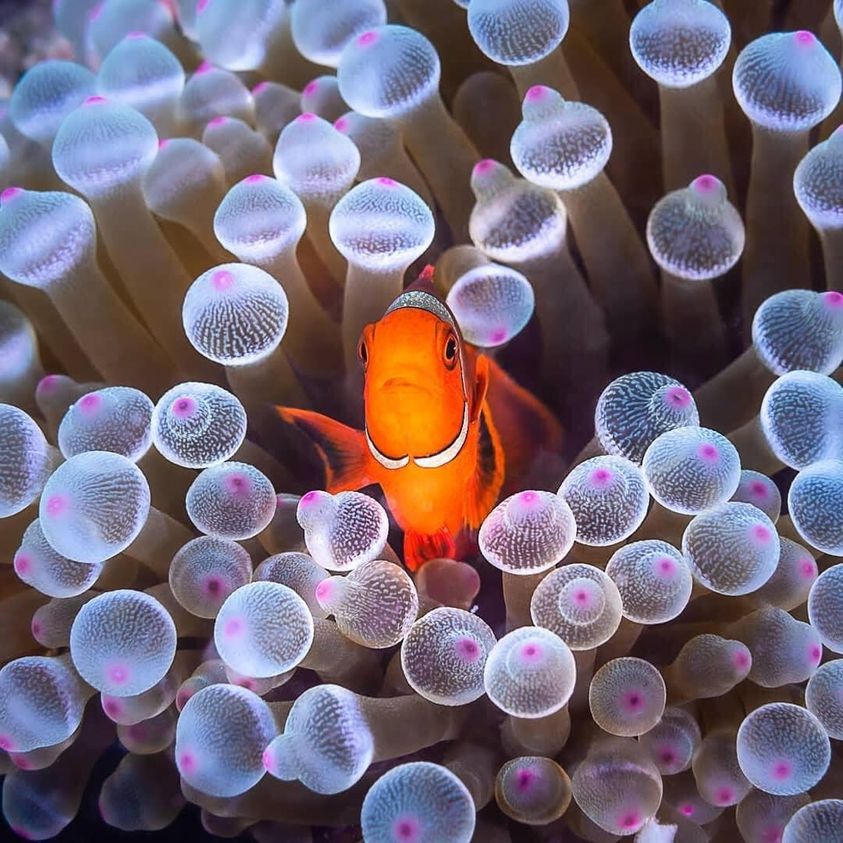 Chill - 🐡🐟🐠 Chilling in Nature 🐠🐟🐡 We've found Nemo! Clown Fish or ...