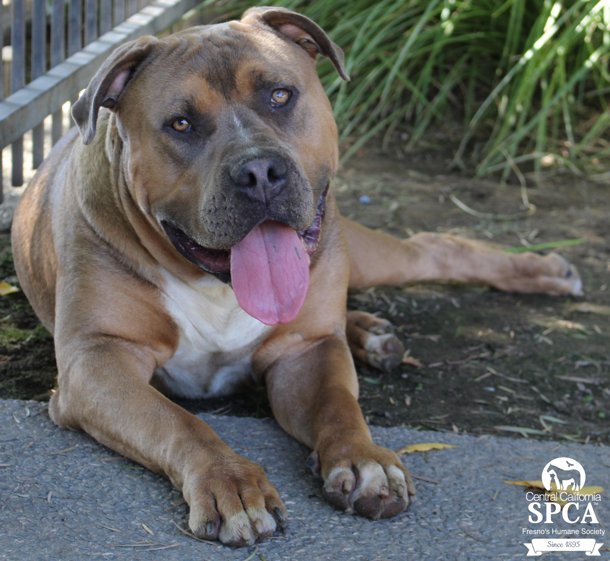 Meet the honorable Titus! Titus... - Central California SPCA | Facebook