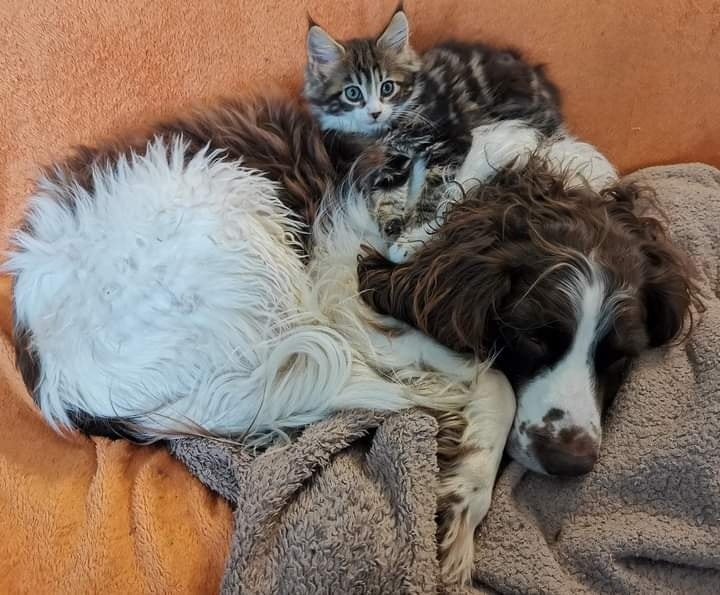 Good morning springer... - Springer Rescue for Scotland | Facebook