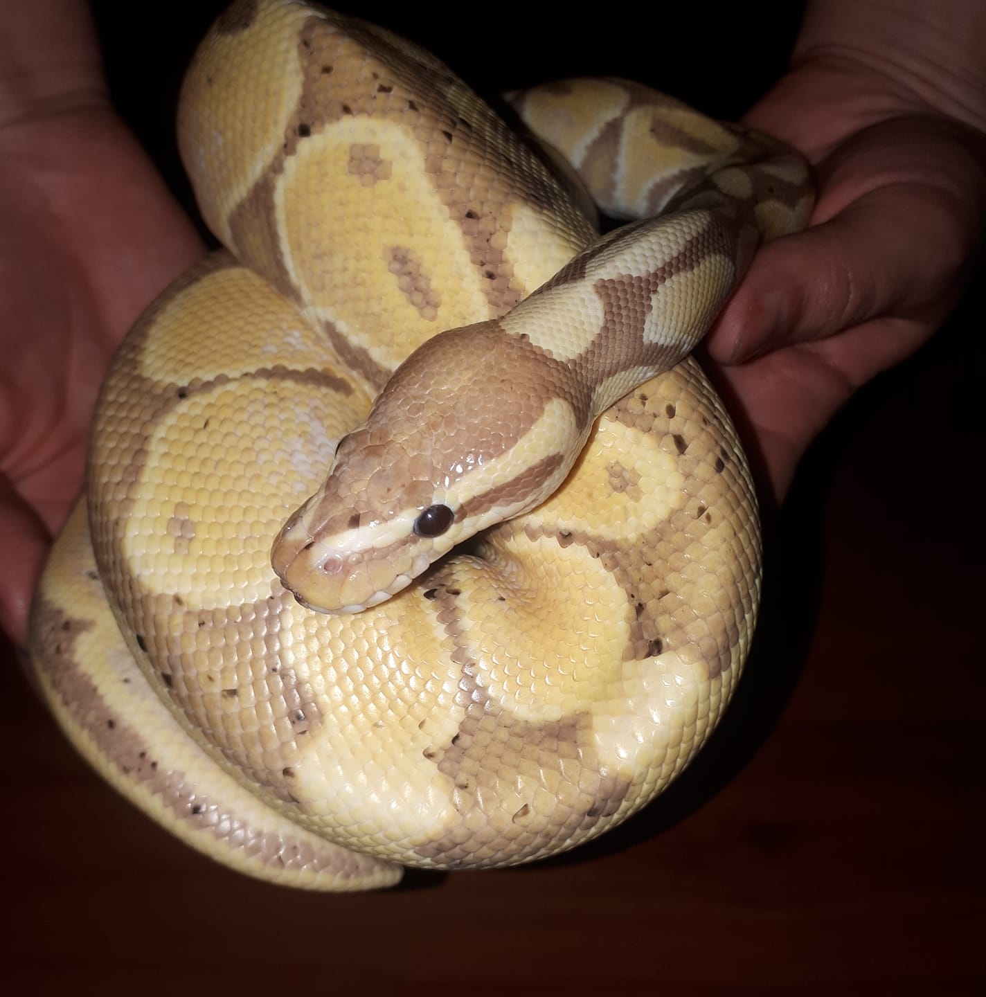 Éra Ball Python/Királypiton... - Éra Ball Python/Királypiton
