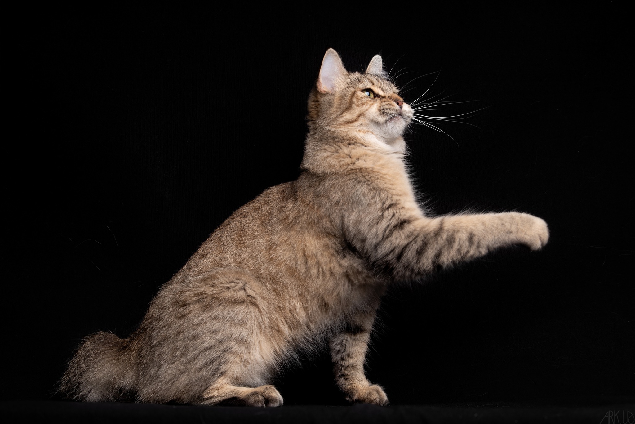 🌺 Exposition de Monaco 🌺 Wild Beauty Paradise Lynx dite 