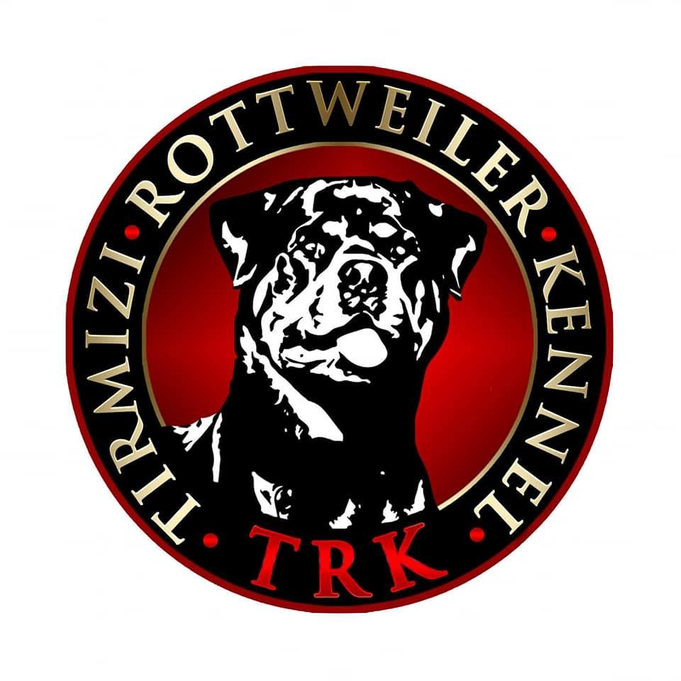 Rottweiler Teenage Phase: Build the Adult Dog You Want | TRK - Tirmizi ...