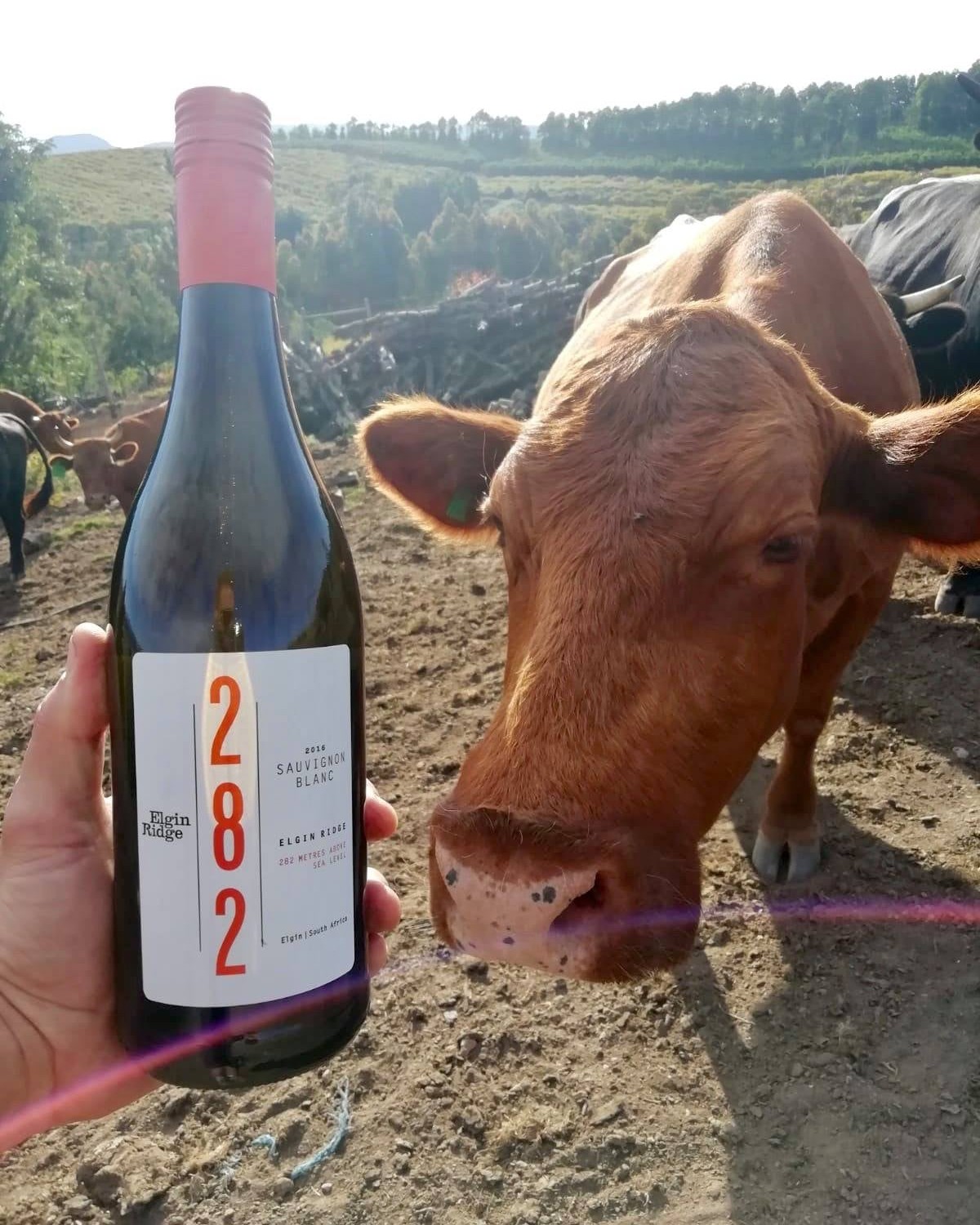 Elgin Ridge Wines | Elgin