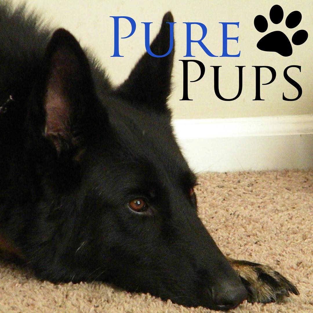 Pure Pups