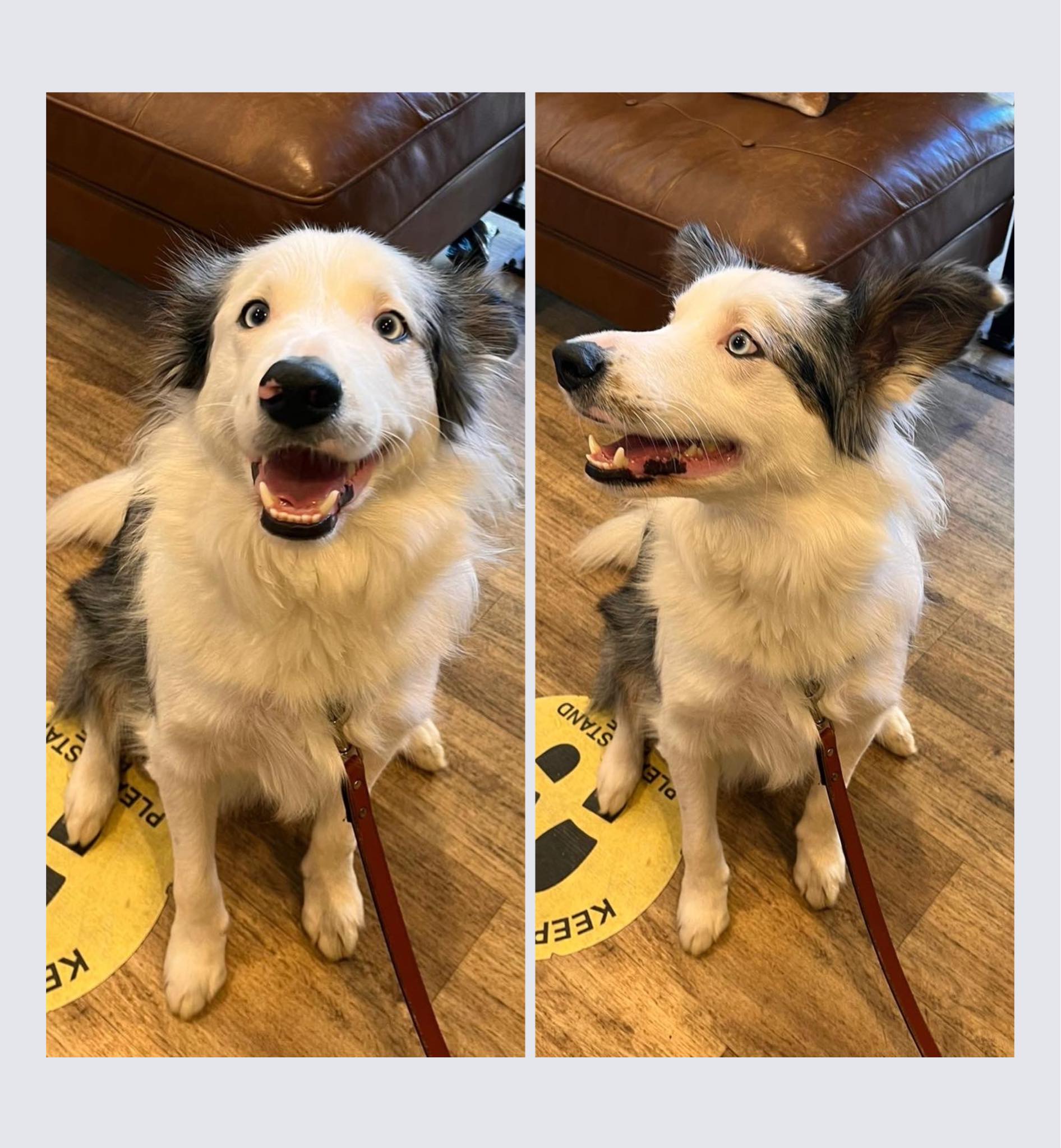 Curated visual reference: Can Dogs Inhale Organdy Reference: Southern Cross Veterinary Clinic Sydney What Is Kennel Cough Kennel