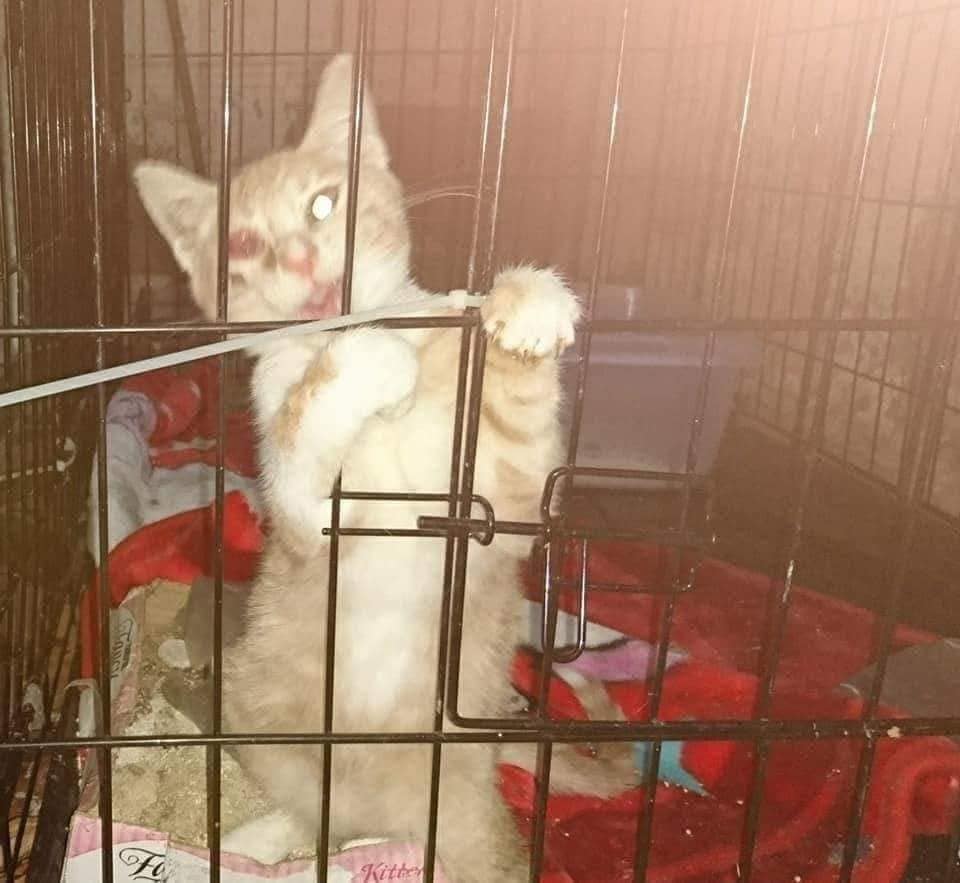 Abandoned Animal Rescue Project AARP - 2 cats missing in the Ocala Fla ...