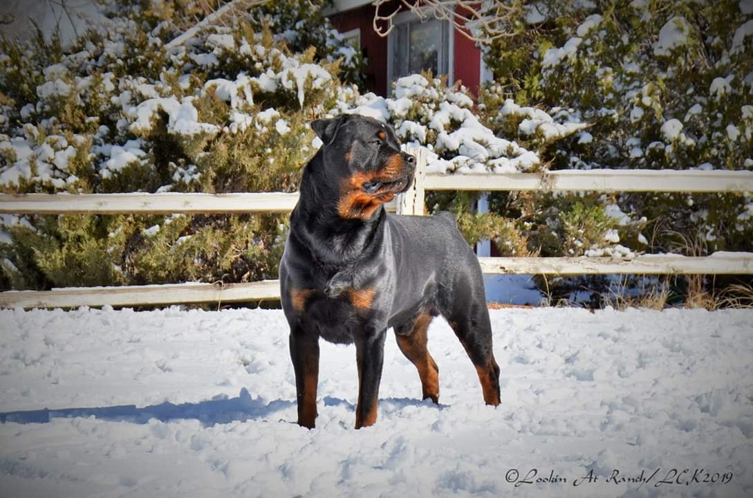 Serenade Kennels/Rottweilers - UPDATED: RUGER IS NOW A UDX2! Welcoming ...