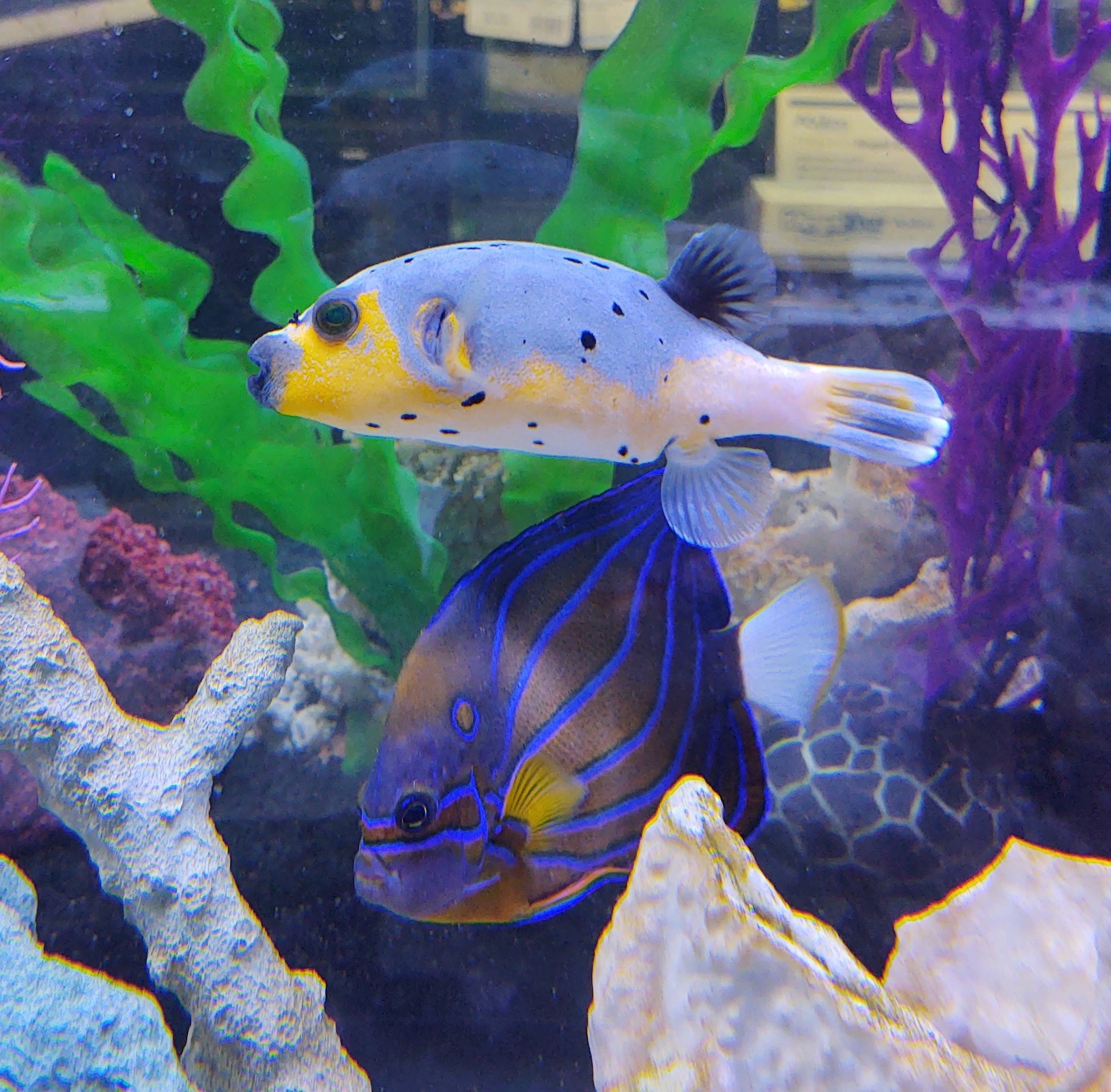 Bermuda... - Bermuda Triangle - Tropical Fish & Supplies