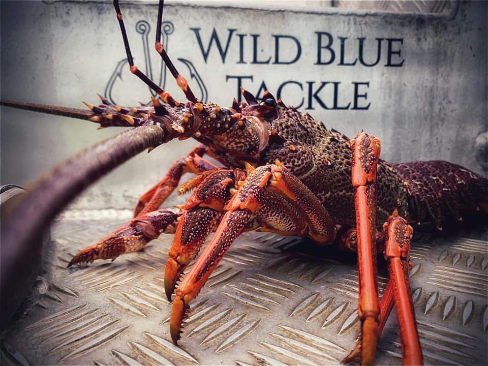 Wild Blue Tackle | Wellington