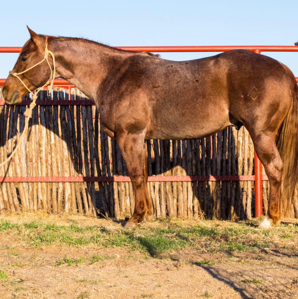 #cowboylifestyle #ranchlife #blackanguscattle #fallworks | High Card Ranch