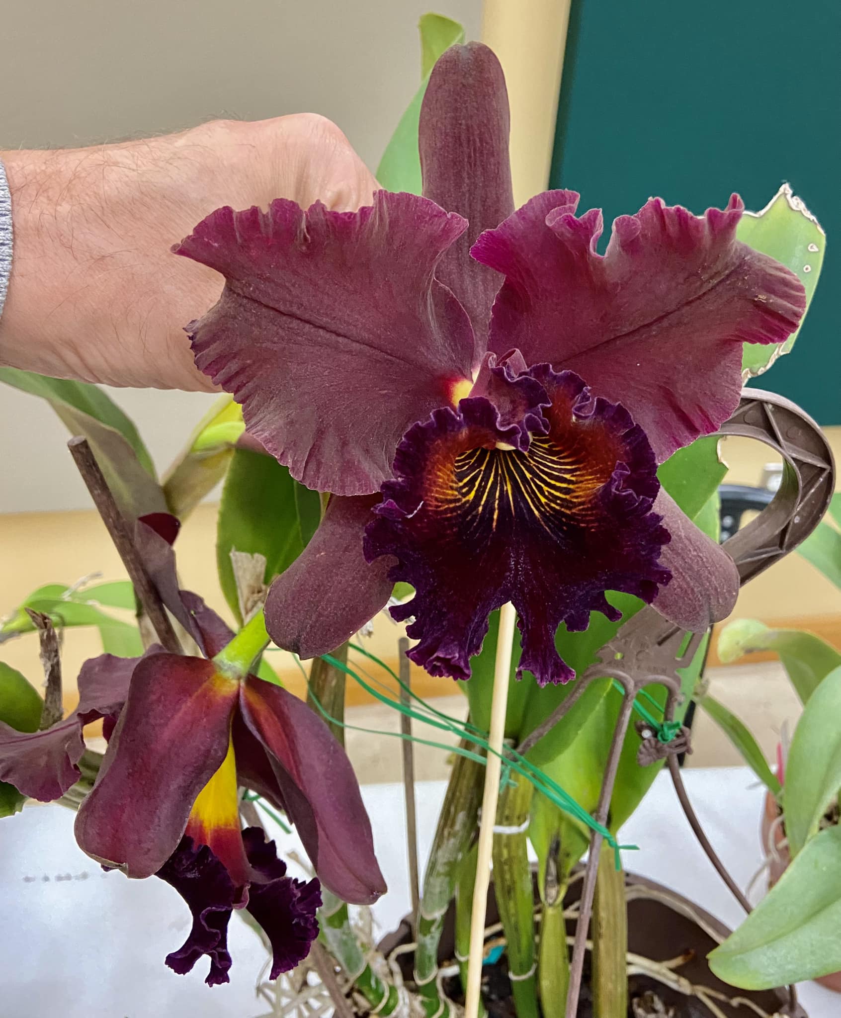 Almost approaching black, it's the dark red Pot Heaven's Gate