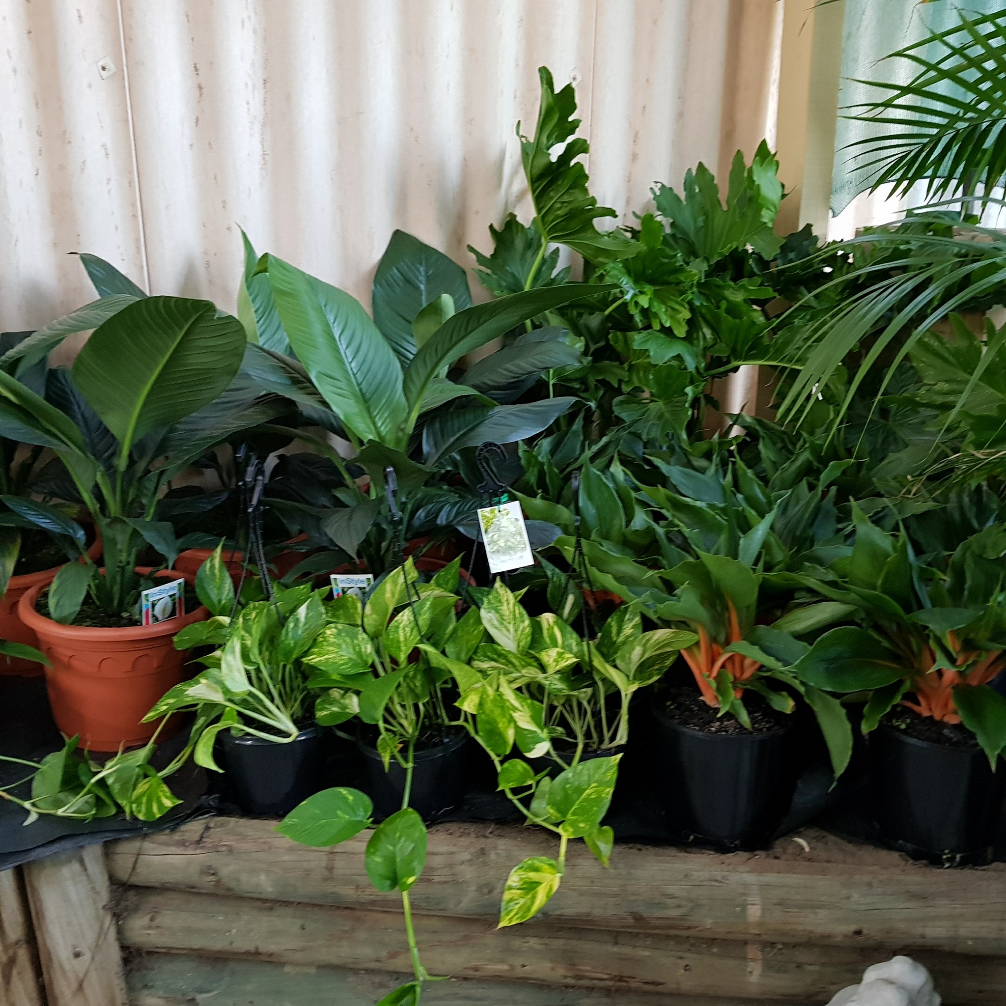 Plants r us | Perth WA