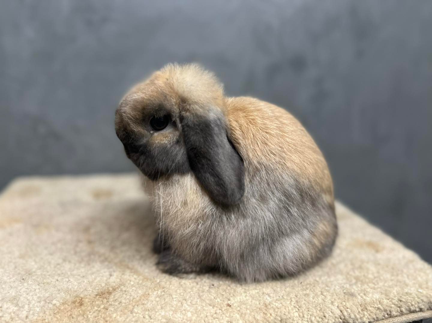 KB Rabbit - Holland Lop - ฮอล์ลแลนด์ ลอป Tortoise - สี... | Facebook