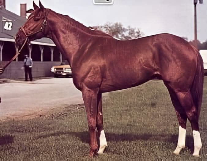 American - SECRETARIAT Ron tells of Secretariat’s Extra Gear ...