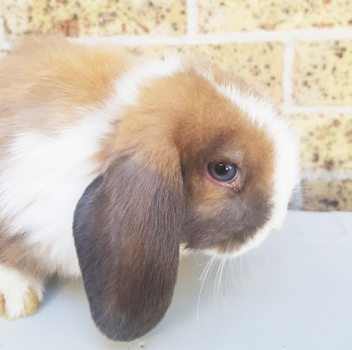 Sydney Bunnies - Minilop and Dwarf Rabbits