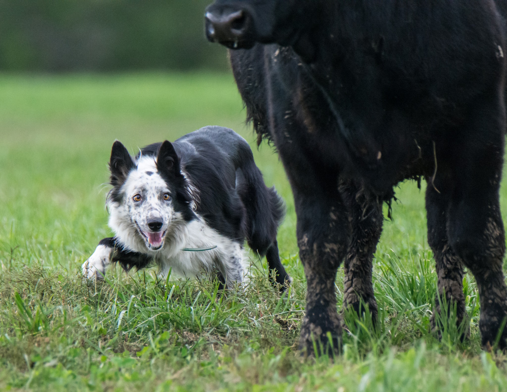 Teams who have been... - USBCHA National Cattledog Finals | Facebook