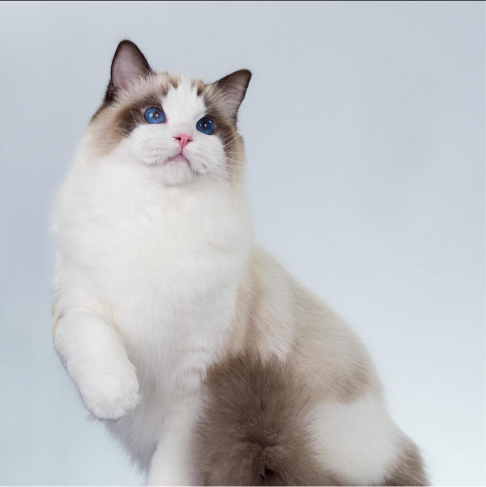 Masterpiece Ragdolls | Olympia WA