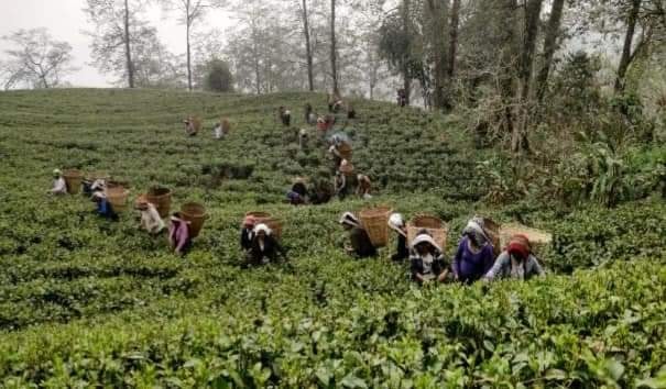 (Press Release from Temi Tea, Commerce... - Sikkim Daily News