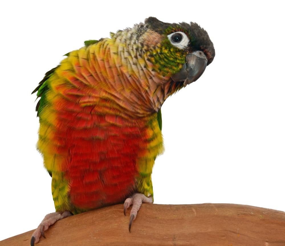 Parrots Unlimited - Looking for a great parrot for first time parrot ...