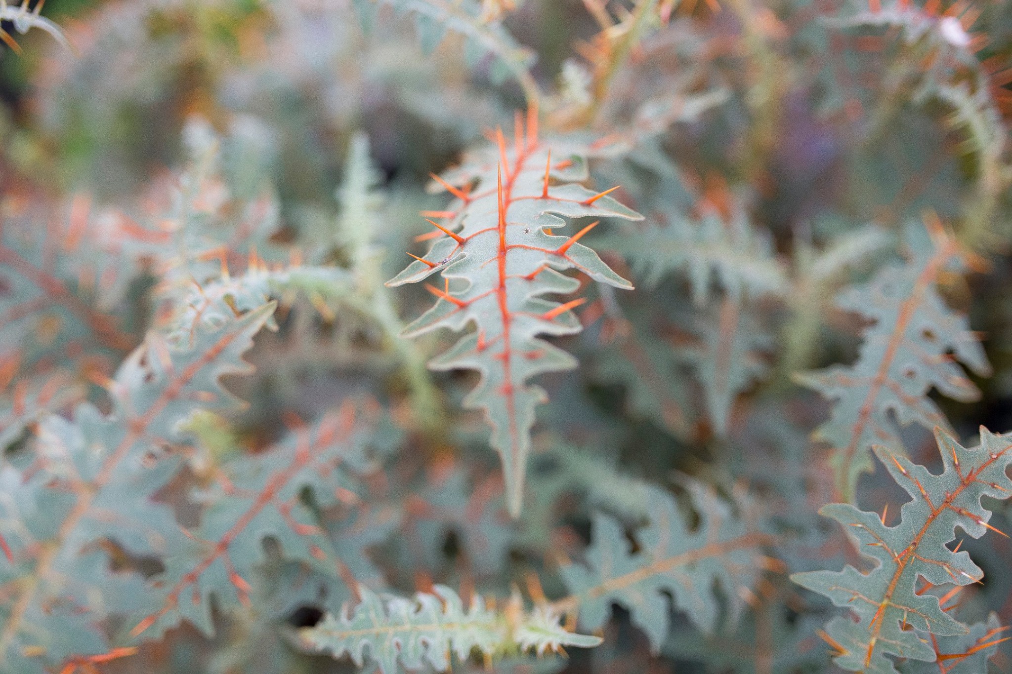 Solanum pyracanthos native to... - Suncrest Nurseries, Inc. | Facebook