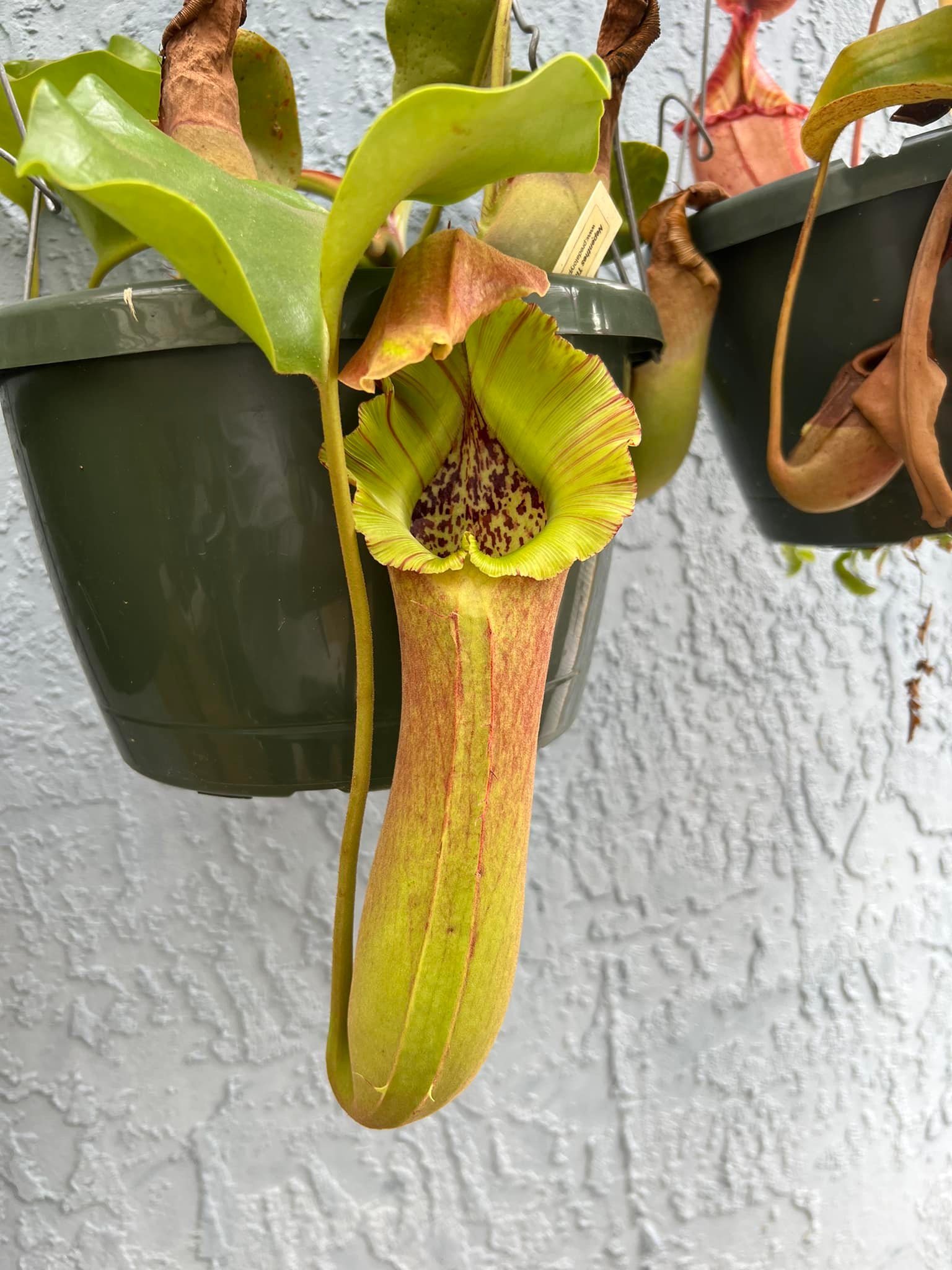 N. truncata x (eymae x veitchii) (a) RE-0118 is getting with every