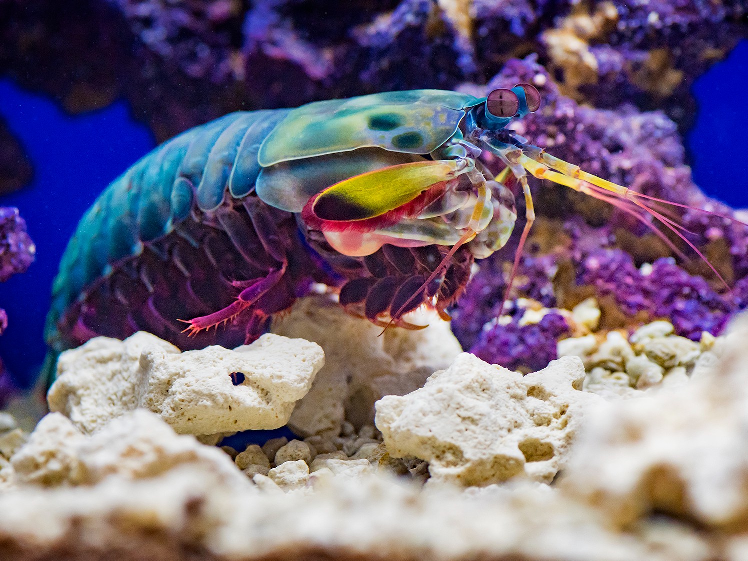 Ripley's Aquarium of Canada - 🦐 Did You Know 🦐 The Mantis Shrimp can ...