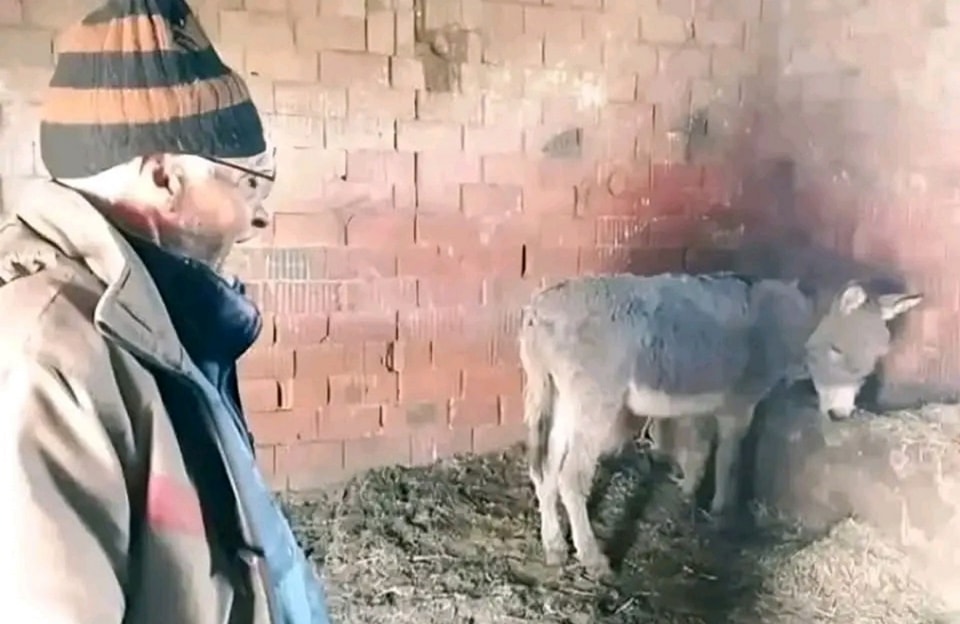 Small - About three years ago, his donkey lost both its sight and ...