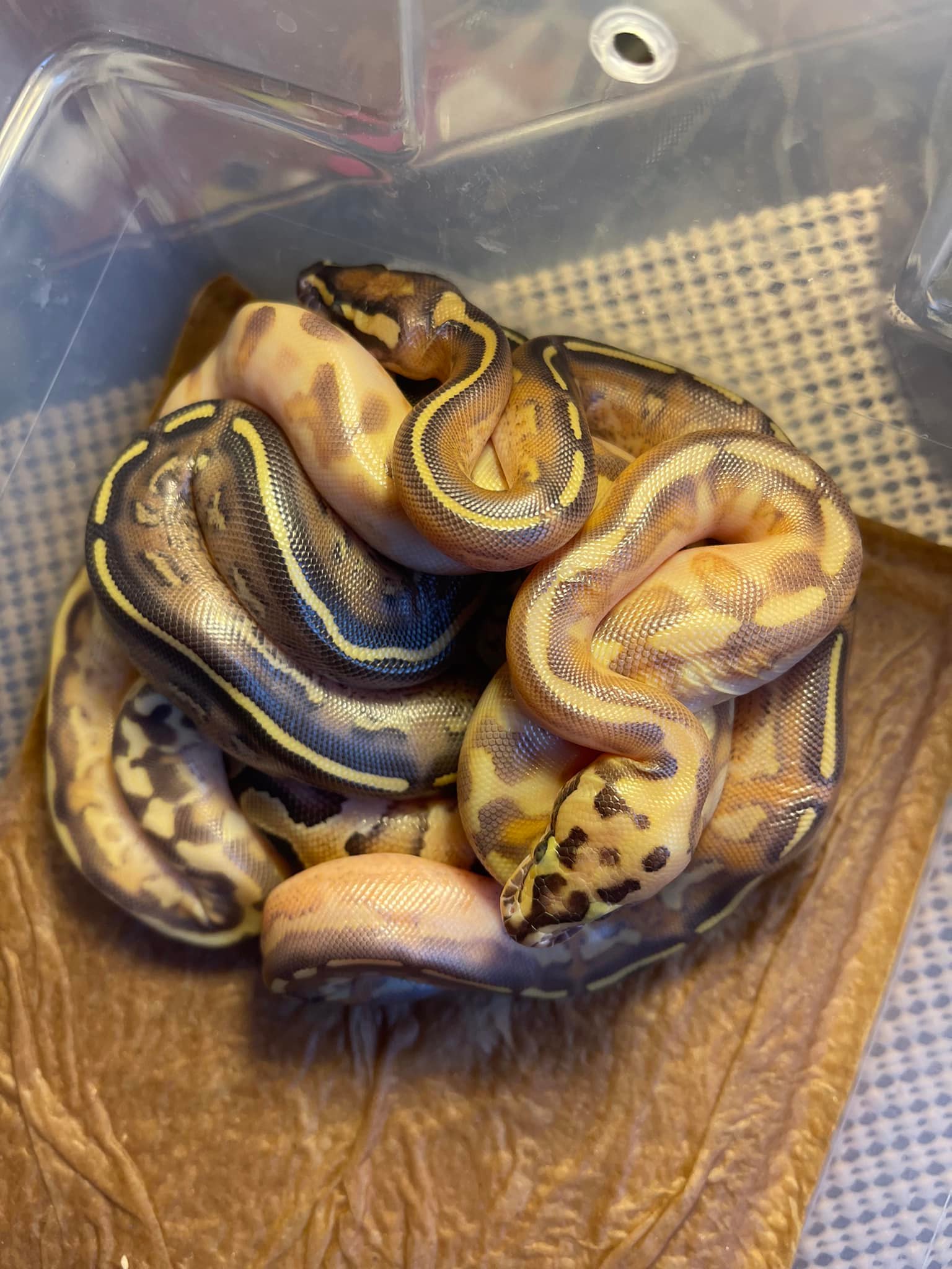 Belgrade Ball Pythons | Smithfield ME