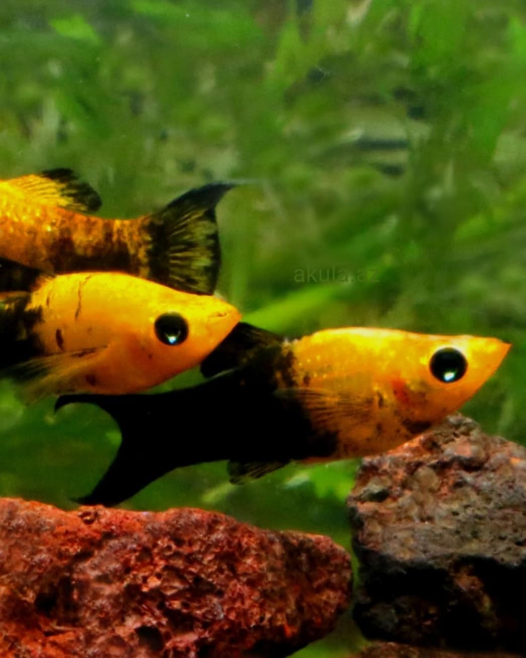 akula.az Akvarium AquaZoo | Baku