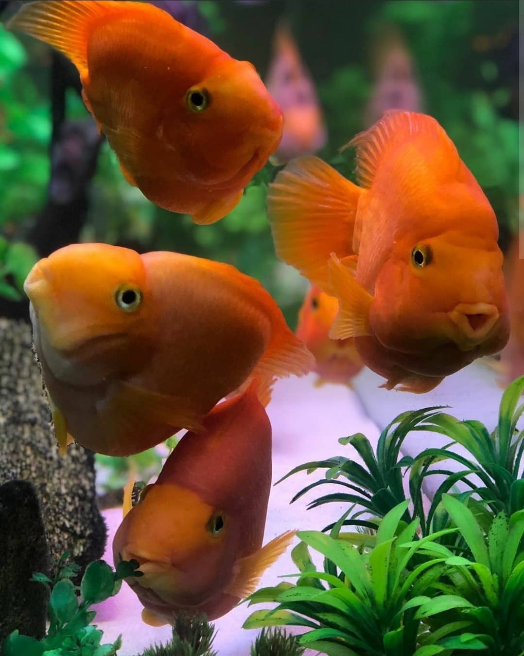 akula.az Akvarium AquaZoo | Baku