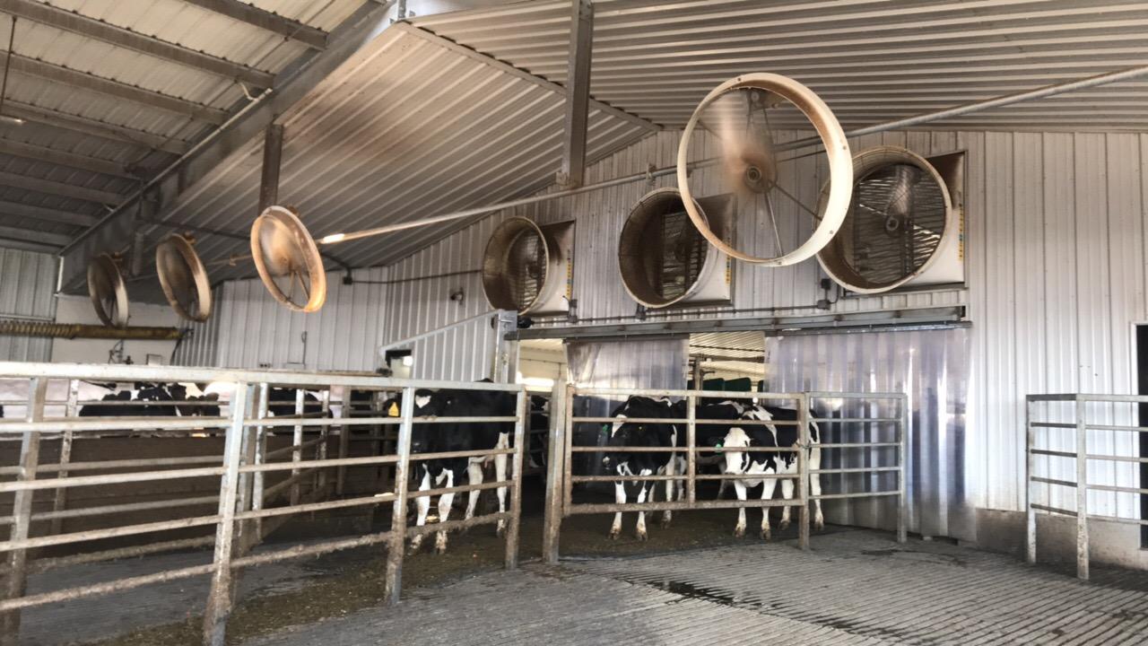 Keeping cows cool with VES fans! - Dairy Specialists