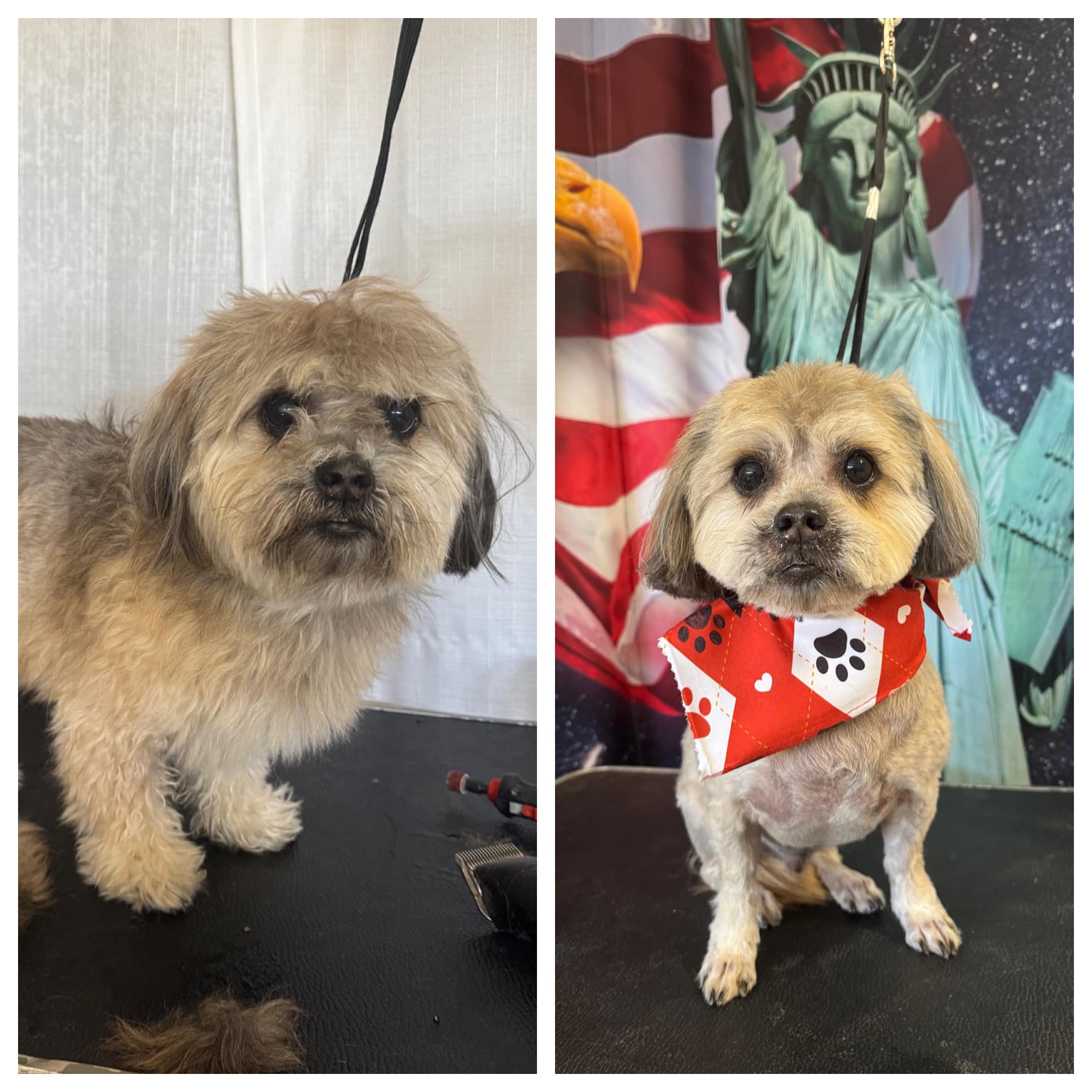 Abby's American Pet Grooming, LLC | Tucson AZ