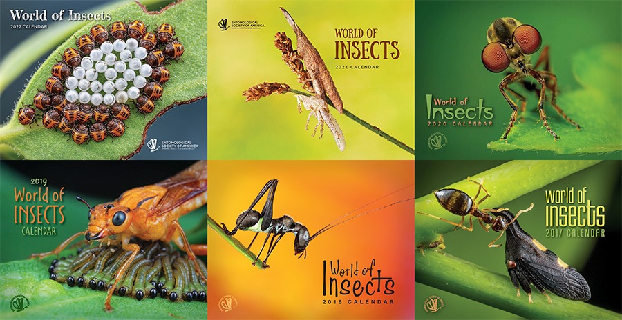 Entomological Society of America - The 2023 World of Insects Calendar ...