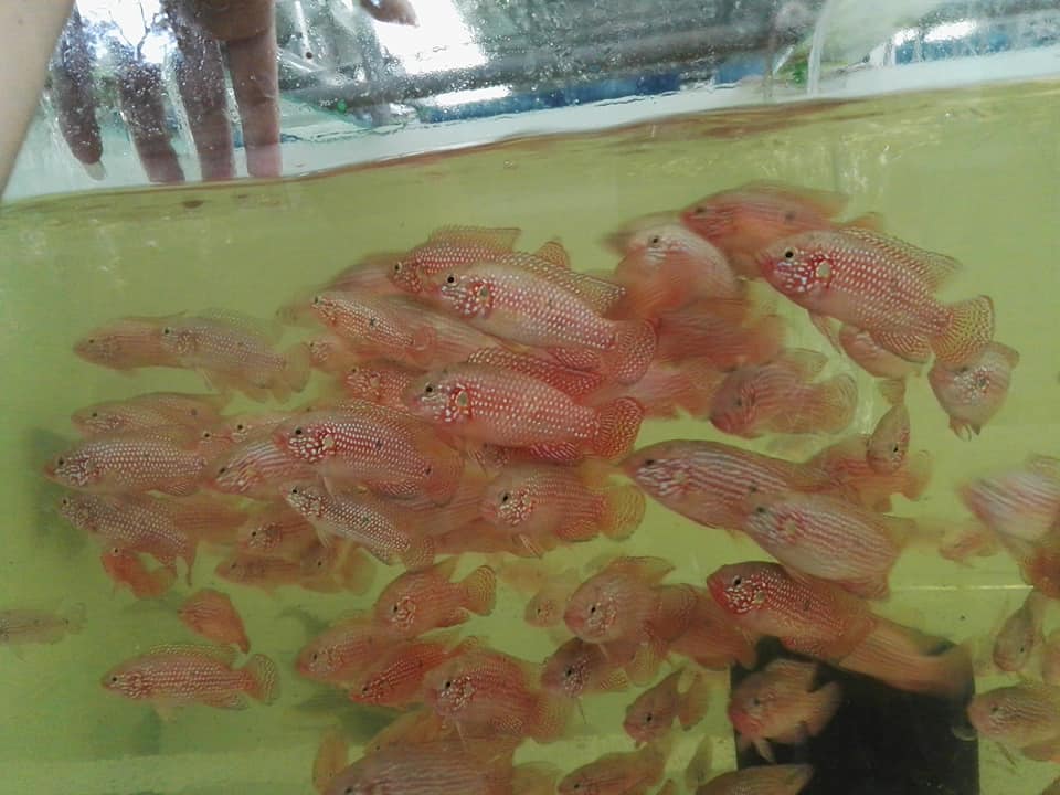 Alibaba Fish Farm - Wholesale