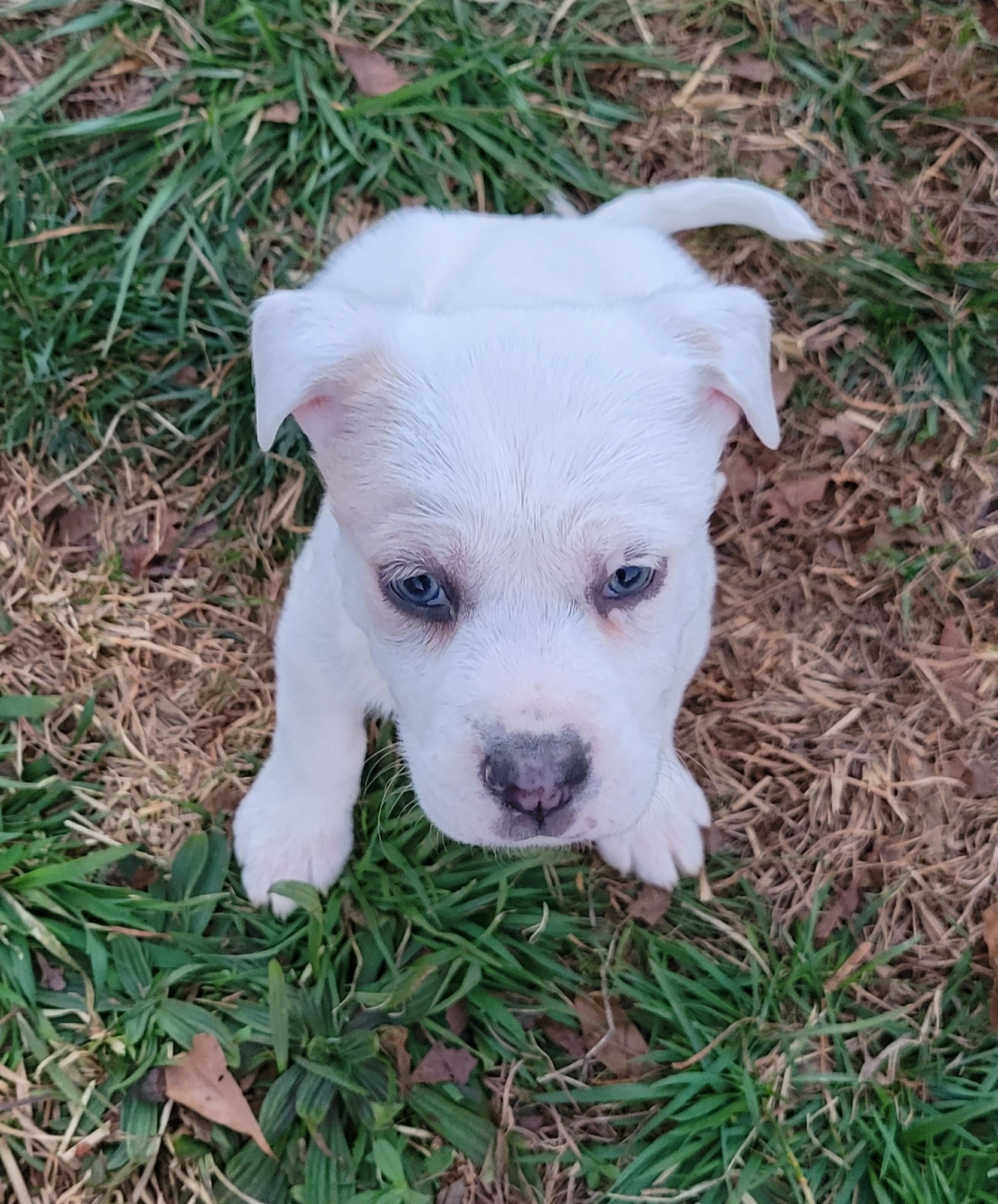 Meet Anna! 🐾💗 Available for Adoption... - Mercy Rescue Haven | Facebook