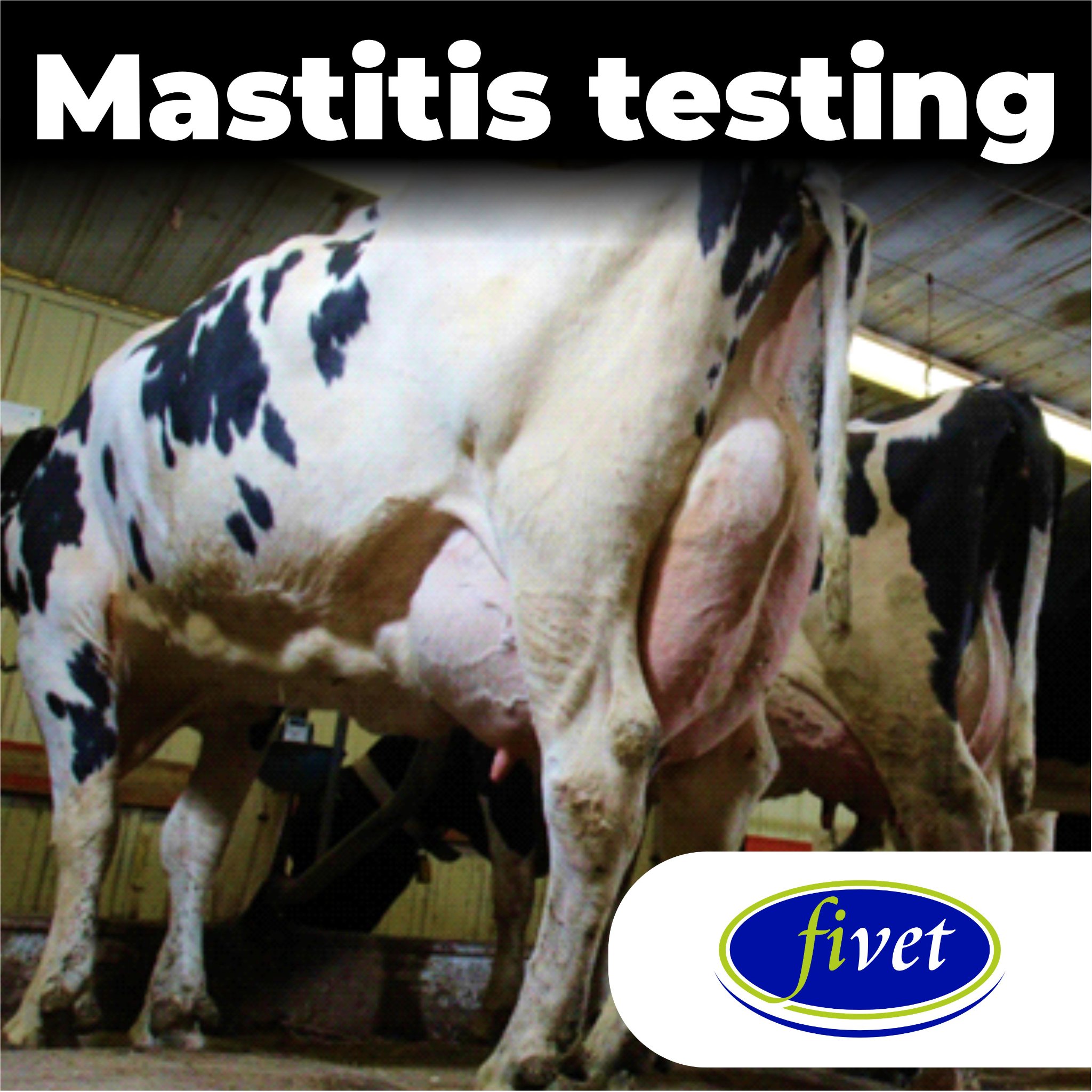 Mastitis is the inflammation of a... - Fivet Animal Health