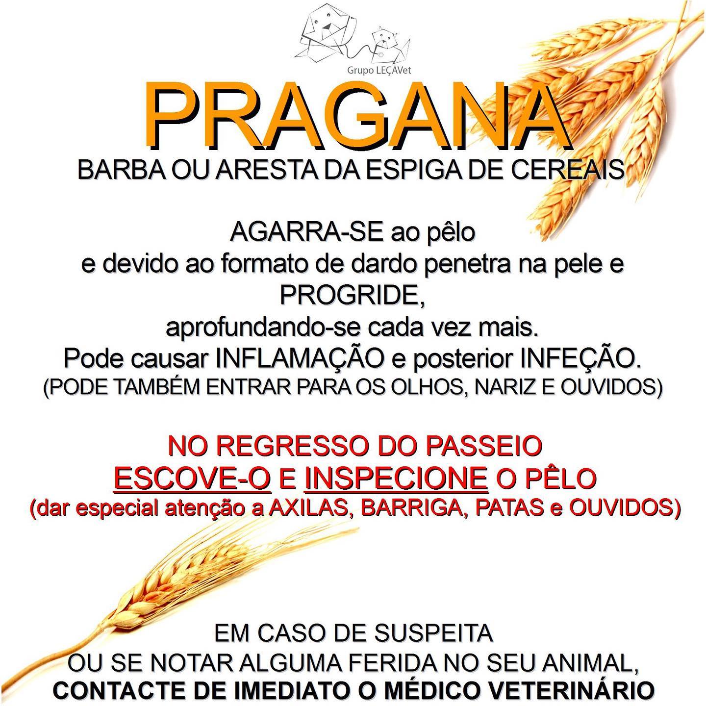 sabe-o-que-uma-pragana-le-avet-cl-nica-veterin-ria