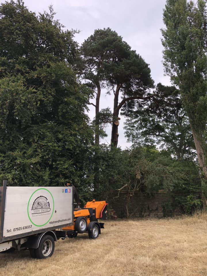 Tidy Trees - Tree and Garden Renovation | Faringdon