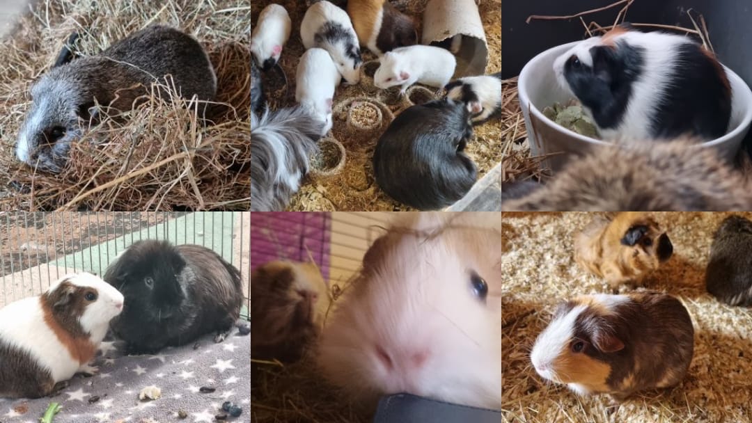 Bristol Rabbit Rescue... - Bristol Rabbit Rescue And Friends